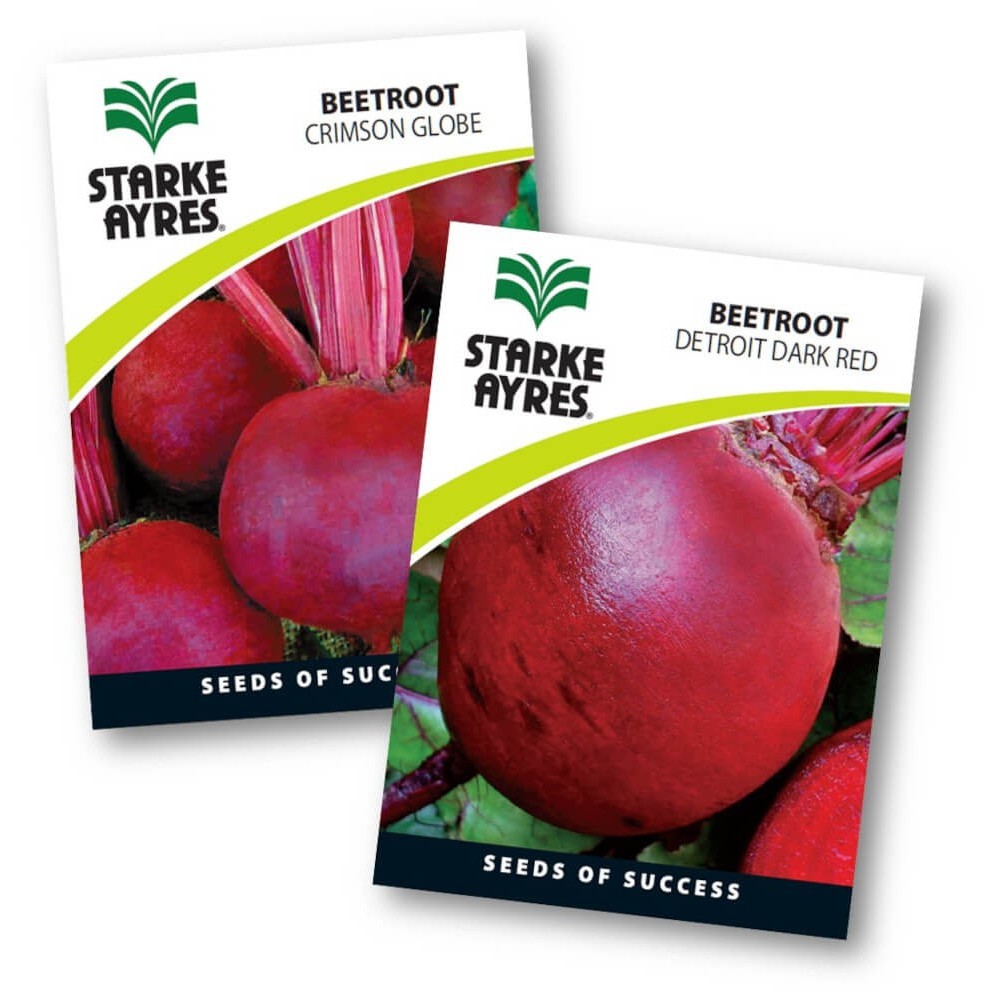 Seed Beetroot Seed Beetroot