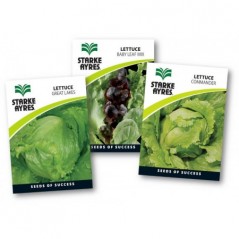 Seed Lettuce